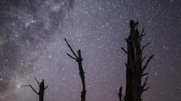 Via lattea che sale sugli alberi morti — Video Stock