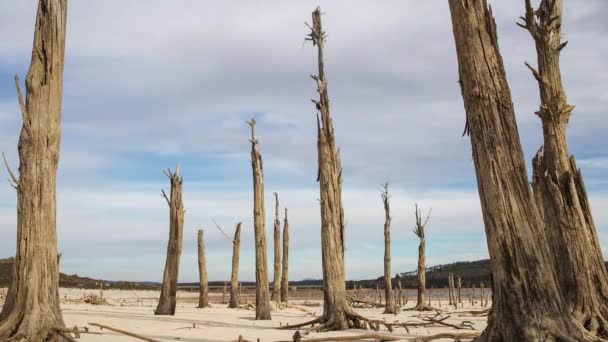 Moln som rör sig över de döda träden — Stockvideo