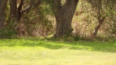  Çift renkli boya tozu ile oynamak