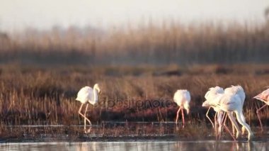 büyük Flamingo gölet ve göllerde