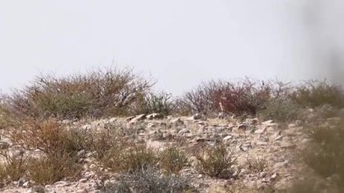 Springbok ayakta Güney Afrika