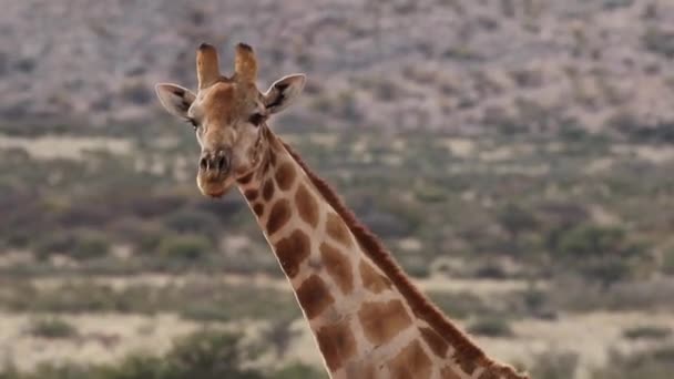 Jirafa salvaje en Sudáfrica — Vídeos de Stock
