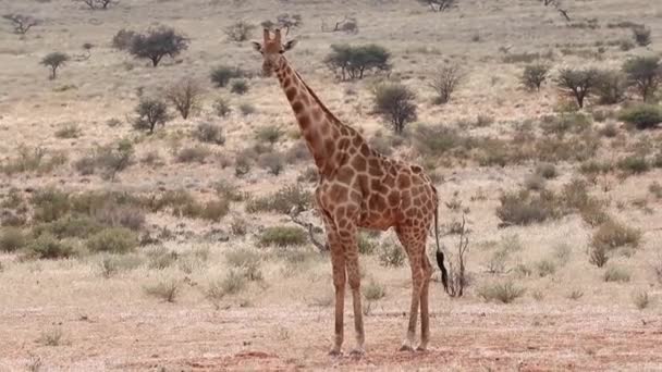 Wilde Giraffe in Südafrika — Stockvideo