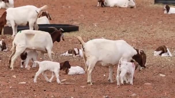 Close up  mother goat — Stock Video