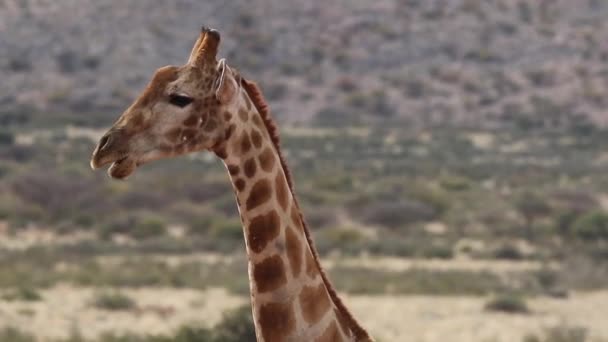 Girafa selvagem na África do Sul — Vídeo de Stock