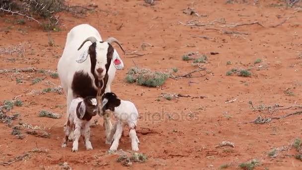 Close up  mother goat — Stock Video