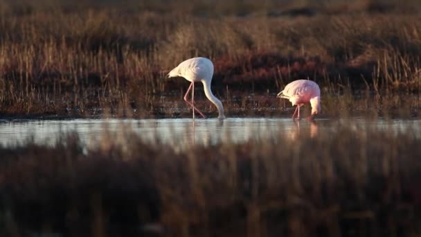 Mayores flamencos vadeando — Vídeo de stock