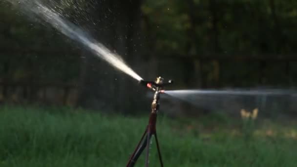 Pop up-sprinkler på en gräsmatta — Stockvideo