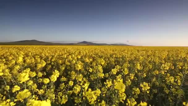 Flores de colza soprando em uma brisa — Vídeo de Stock