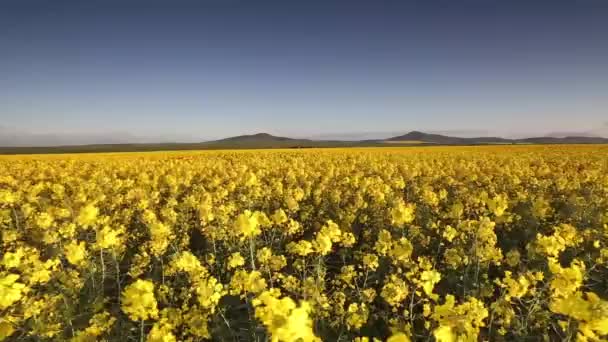 Koolzaad bloemen in een wind waait — Stockvideo