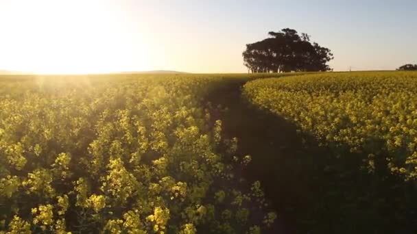 Koolzaad bloemen in een wind waait — Stockvideo