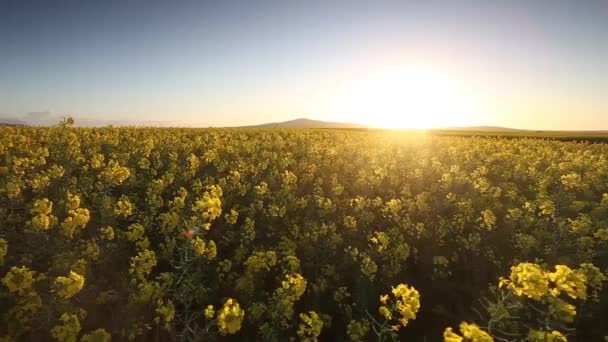 Flores de colza soplando en una brisa — Vídeo de stock