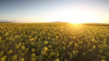 Kolza çiçekleri bir rüzgarda üfleme