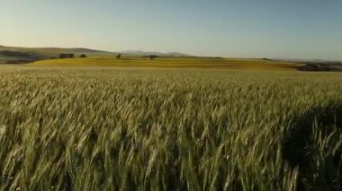  Swartland buğday alanında görünümünü