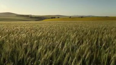  Swartland buğday alanında görünümünü