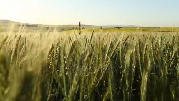 Weergave van een tarweveld in de Swartland — Stockvideo