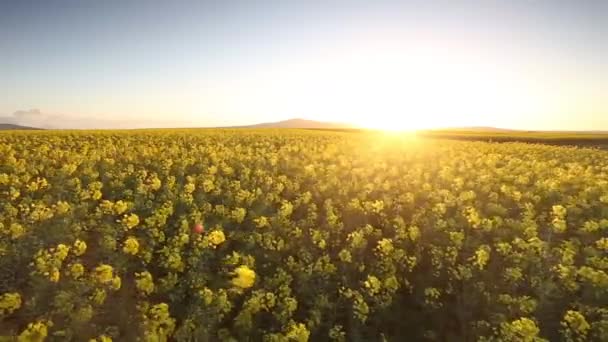 Rapsblüten wehen im Wind — Stockvideo