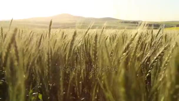 Vue d'un champ de blé dans le Swartland — Video