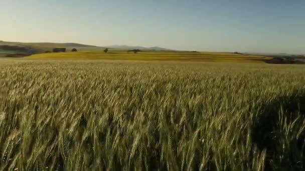 Vista de um campo de trigo na Swartland — Vídeo de Stock