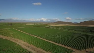 sarmaşıklar arasında bağ