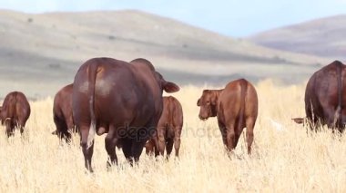 İnekler çayırda ayakta