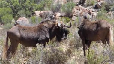 Siyah Wildebeest ayakta 