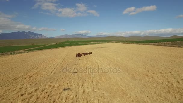 Mucche in piedi nel prato — Video Stock