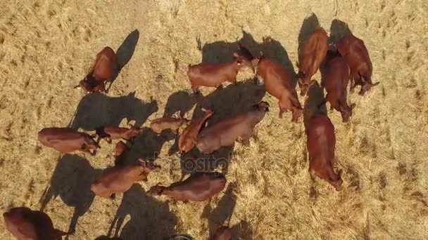 Αγελάδες που στέκεται στο Λιβάδι — Αρχείο Βίντεο