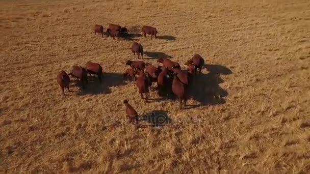 Mucche in piedi nel prato — Video Stock