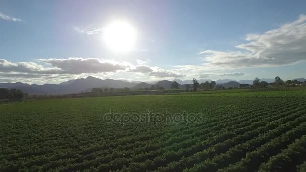 Vignoble entre les vignes — Video