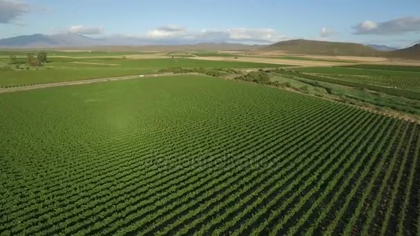 Vignoble entre les vignes — Video