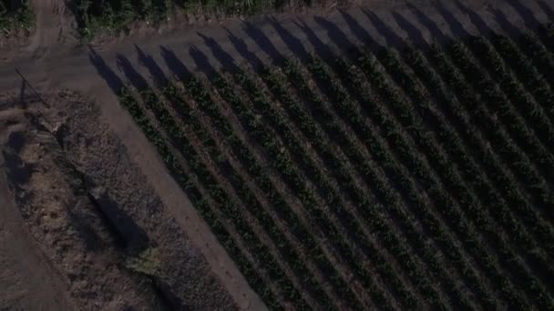 Vineyard between the vines — Stock Video