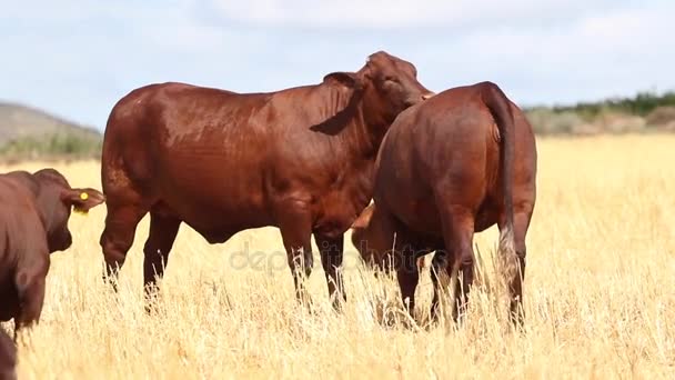 Vacas em pé no prado — Vídeo de Stock