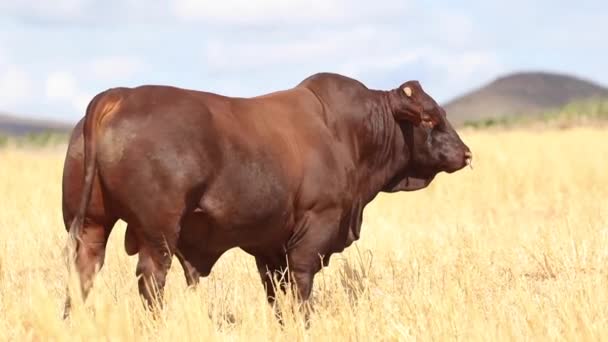 Vaca de pie en el prado — Vídeo de stock