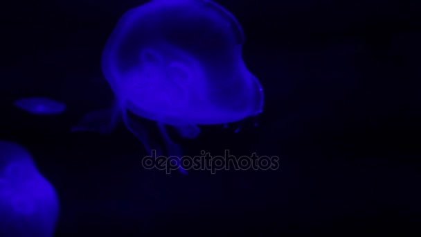 Měsíční medúza koupání v akváriu — Stock video