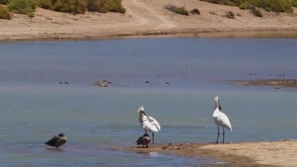Garzas aves en el agua — Vídeo de stock