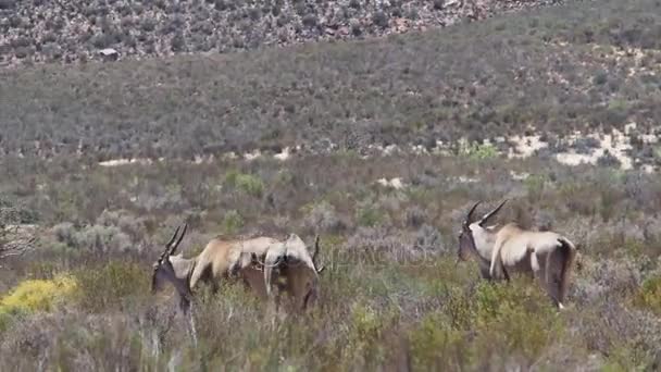 Große Antilopen mit spektakulären Hörnern — Stockvideo