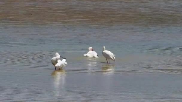 Garzas aves en el agua — Vídeo de stock