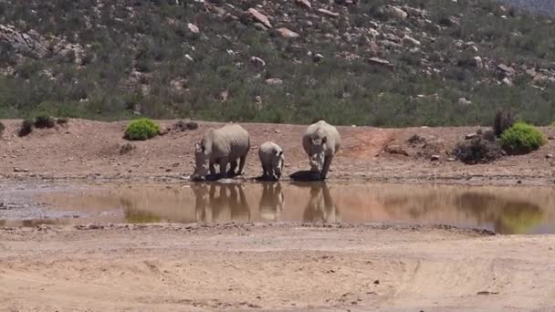 Rinocerontes de pie en Sudáfrica — Vídeos de Stock