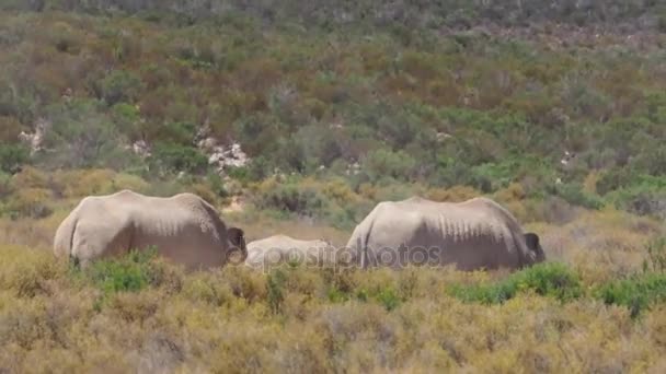 Носороги, що стоять у південній Африці — стокове відео