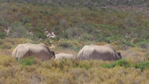 Noshörningar stående i Sydafrika — Stockvideo