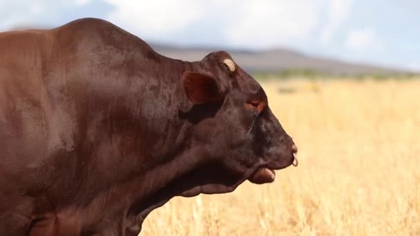 Корова, стоящая на лугу — стоковое видео
