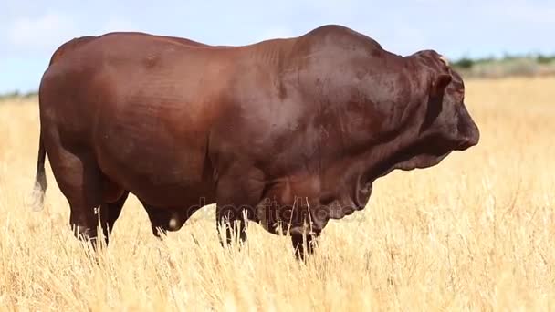 Cow standing in meadow — Stock Video