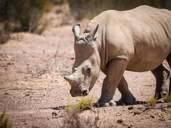 Par de rinocerontes blancos en peligro de extinción caminando en una naturaleza protegida re — Foto de Stock