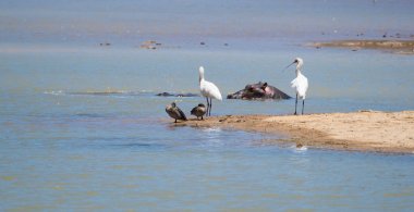 Spoonbill egrets at a waterhole in a nature reserve in south afr clipart