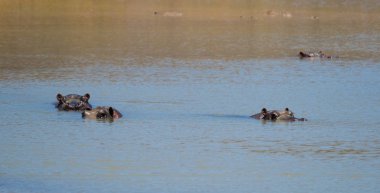 Güney Afrika'da bir doğa rezerv gölde bir su aygırı