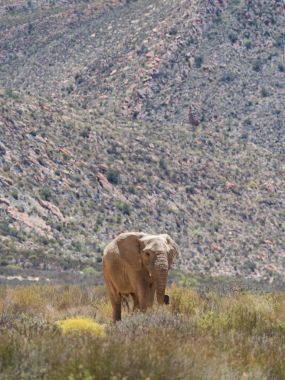 Nesli tükenmekte olan Afrika fili korumalı doğa rezerv içinde yürüyüş