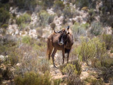 Siyah Wildebeest ayakta korumalı doğa rezerv Güney