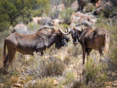 Siyah Wildebeest ayakta korumalı doğa rezerv Güney