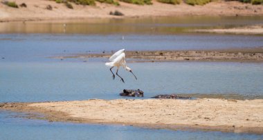 Kaşıkçı (kuş) iğreti bir doğa rezerv Güney afr içinde bir ziyarette200
